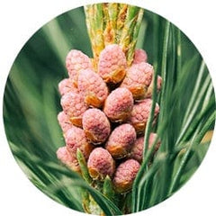 Saw Palmetto