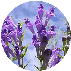 Skullcap