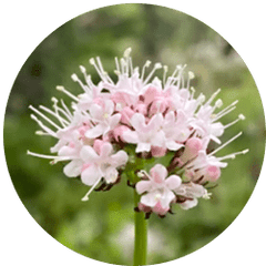 Valerian