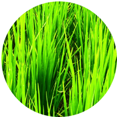Wheatgrass