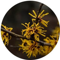 Witch Hazel