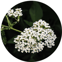 Yarrow