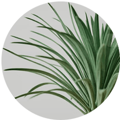 Yucca