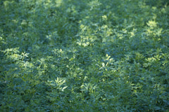 Sun Cured Alfalfa Meal