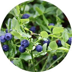 Black Cohosh