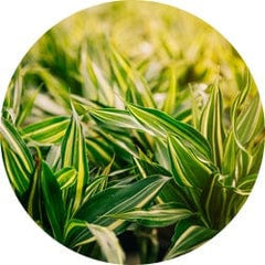 Citronella