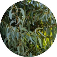 Eucalyptus