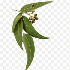Eucalyptus Oil