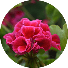 Geranium