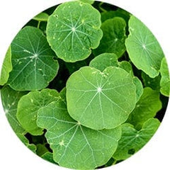 Gotu Kola