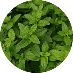 Nettle