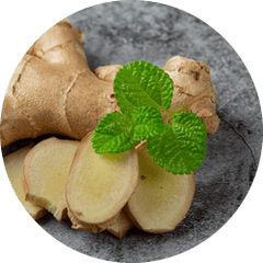 Panax Ginseng