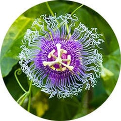 Passion Flower