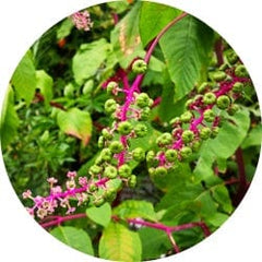 Poke Root
