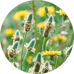 Psyllium