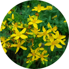 Rehmannia