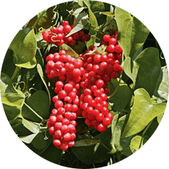 Sarsaparilla