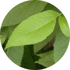 Slippery Elm