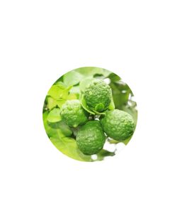 Bergamot Oil