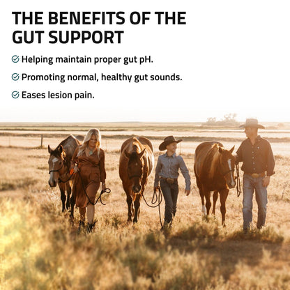Gut Support for Horses - Silver Lining Herbs
