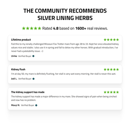 Kidney Support for Horses - Silver Lining Herbs