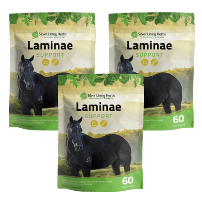 Laminae Support for Horses - Silver Lining Herbs