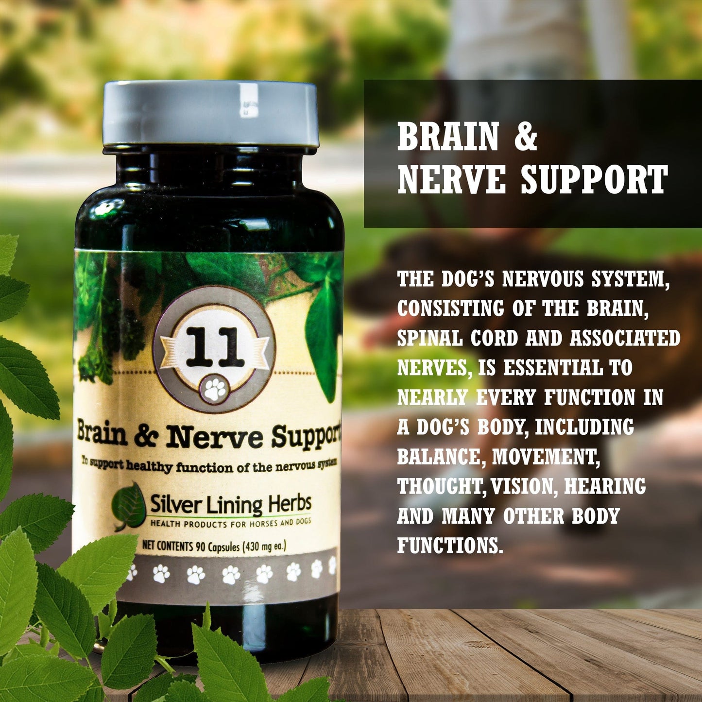 11 Brain & Nerve Support for Dogs - Silver Lining Herbs