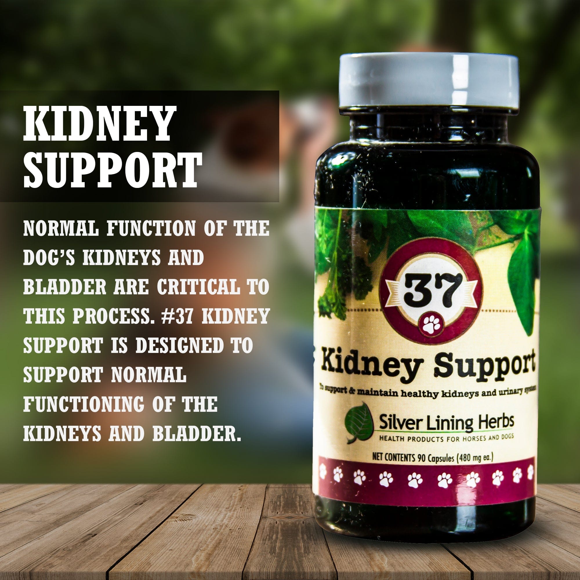 37 Kidney Support for Dogs - 90 Capsule - Silver Lining Herbs