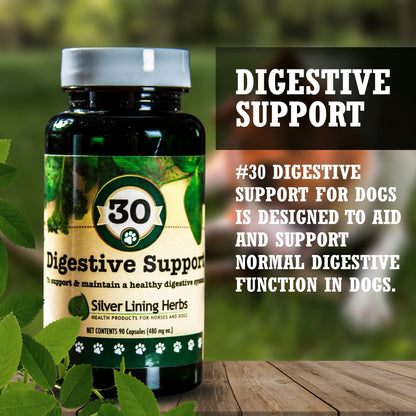 Digestive Support for Dogs - Silver Lining Herbs