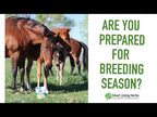 herbs in Mare Fertility