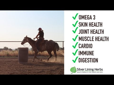 Hemp Seed-Coconut Oil for Horses