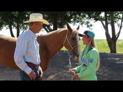 Joint Support for Horses