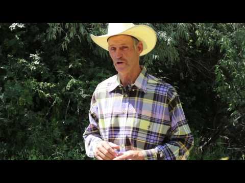 Kidney Support for Horses