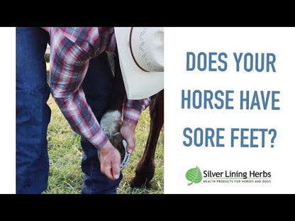 Laminae Support for Horses