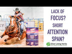 Brain & Nerve Support for Horses