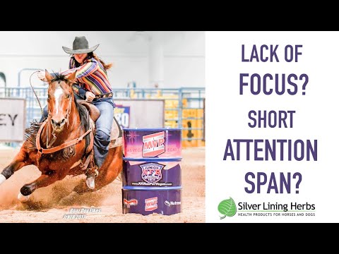 Brain & Nerve Support for Horses