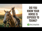 Liver Support for Horses