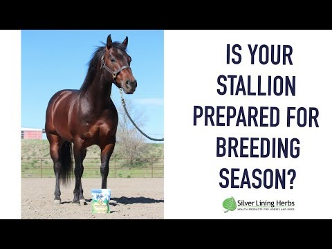 Stallion Fertility